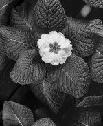 Primrose.jpg Primrose.jpg