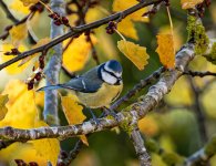 blue-tit-sml.jpg