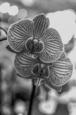 Moth Orchid-3.jpg