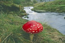Fly Agaric River Derwent.jpg Fly Agaric River Derwent.jpg