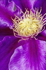 Purple Flower Close.jpg Purple Flower Close.jpg