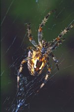 Spider on Web.jpg Spider on Web.jpg