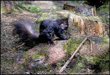 Black squirrel Seefeld G2 1170808.jpg