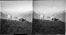 Stereo slides-030 - Alpine cattle copy.jpg Stereo slides-030 - Alpine cattle copy.jpg