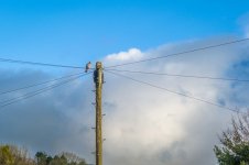 001 Pigeon Perched beside a Phone Pole 01-3000145 PS Adj Upload.jpg