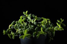 Hard Lighting-1.jpg Hard Lighting-1.jpg