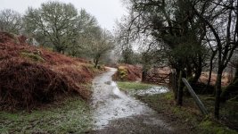 005 Middleworth Plantation Bridleway 02-3988 PS Adj Upload.jpg 005 Middleworth Plantation Bridleway 02-3988 PS Adj Upload.jpg