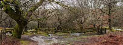 014 Middleworth Plantation Bridleway (Narrator Brook 2) 10-4018 PS Adj Upload.jpg 014 Middleworth Plantation Bridleway (Narrator Brook 2) 10-4018 PS Adj Upload.jpg