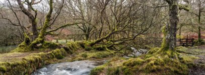 012 Middleworth Plantation Bridleway (Narrator Brook) 08-4016 PS Adj Upload.jpg 012 Middleworth Plantation Bridleway (Narrator Brook) 08-4016 PS Adj Upload.jpg