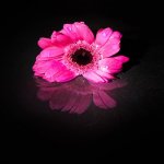 Reflection in Water.jpg