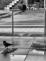 Week 7 - Reflections in Water 2.jpg