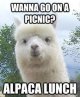 LLama llunch.jpg