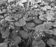 Bog Rhubarb.jpg Bog Rhubarb.jpg