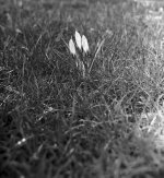 Crocus.jpg Crocus.jpg