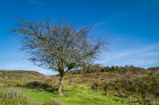 028 Lone Tree (Daytime Moon) 01-1000459 PS Adj Upload.jpg