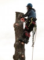Tree Surgeon.jpg