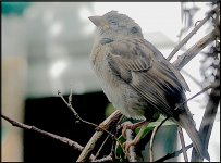 Small brown bird through window FZ82 P1010323.JPG