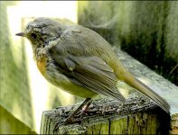 Robin on garden fence FZ82 P1010566.jpeg