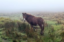 003 Pony on way to South Hessary Tor 01-4000187 PS Adj Upload.jpg