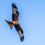 Red Kite.jpg
