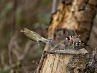 Green Finch and Goldfinches.jpg