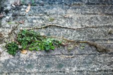 002 Decay 02-4000213 PS Adj Upload.jpg 002 Decay 02-4000213 PS Adj Upload.jpg