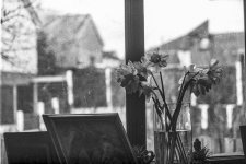 Flowers-2.jpg Flowers-2.jpg