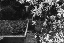 Magnolia Blossom-2.jpg Magnolia Blossom-2.jpg