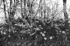 Roadside flowery scene.jpg Roadside flowery scene.jpg