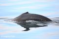 Humpback_whale_1.jpg Humpback_whale_1.jpg