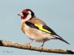 goldfinch1..jpg