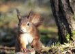 Red Squirrel 2-2 (2).jpg