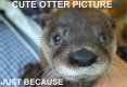 ottercute.jpg