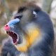 Mandrill.jpg Mandrill.jpg