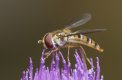 Hoverfly.jpg