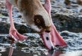 Egyptian-Goose.jpg