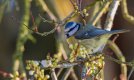 Blue-Tit3.jpg