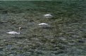 Hide and seek swans TP.jpg