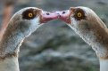 Egyptian-geese.jpg