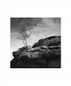 treeonrocks.jpg
