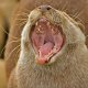 Otter.jpg