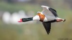 rudolph the red nosed shelduck .jpg rudolph the red nosed shelduck .jpg