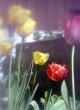 Tulips.jpg