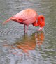 Flamigo1.jpg