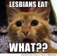 lesbian-cat-meme-charity-owl.jpg