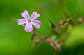 herb robert small.jpg
