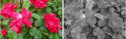 RedRoseColourGreyScale.jpg