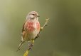 Linnet.jpg