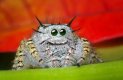 cute-jumping-spider-arachnology-31947178-720-469.jpg