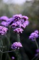 Verbena.jpg